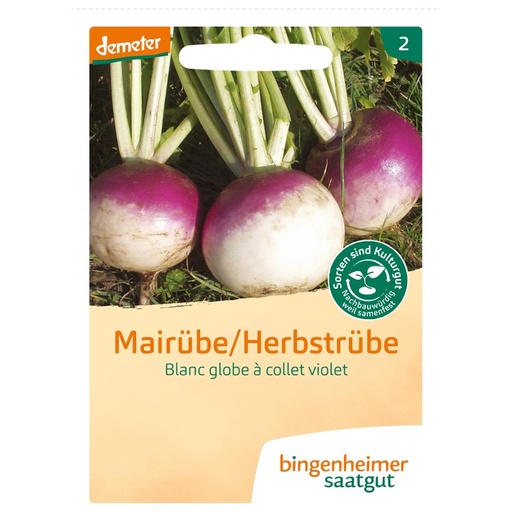 [ex521673] Mairübe - Blanc globe à collet violet // Bingenheimer Saatgut